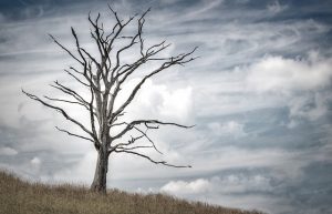 dead tree
