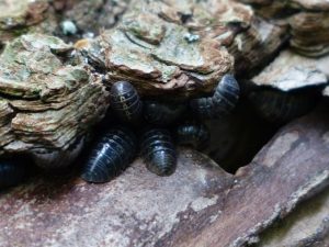 woodlice isopods common in UK forests and gardens